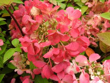 Vipphortensia Diamant Rouge, Hydrangea paniculata Diamant Rouge, Syrenhortensia Diamant Rouge