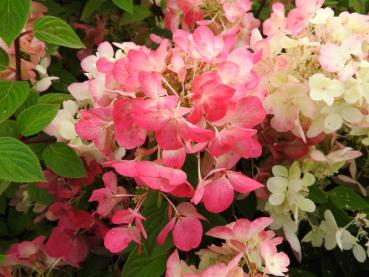 Vipphortensia Diamant Rouge, Hydrangea paniculata Diamant Rouge, Syrenhortensia Diamant Rouge