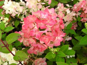 Vipphortensia Diamant Rouge, Hydrangea paniculata Diamant Rouge, Syrenhortensia Diamant Rouge