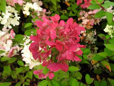 Vipphortensia Diamant Rouge, Hydrangea paniculata Diamant Rouge, Syrenhortensia Diamant Rouge