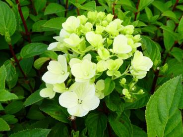 Vipphortensia Diamant Rouge, Hydrangea paniculata Diamant Rouge, Syrenhortensia Diamant Rouge