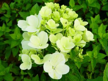 Vipphortensia Diamant Rouge, Hydrangea paniculata Diamant Rouge, Syrenhortensia Diamant Rouge