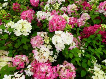 Vipphortensia Diamant Rouge, Hydrangea paniculata Diamant Rouge, Syrenhortensia Diamant Rouge