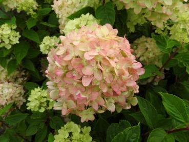 Vipphortensia Little Lime, Hydrangea paniculata Little Lime