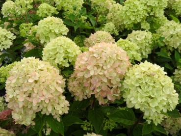 Vipphortensia Little Lime, Hydrangea paniculata Little Lime