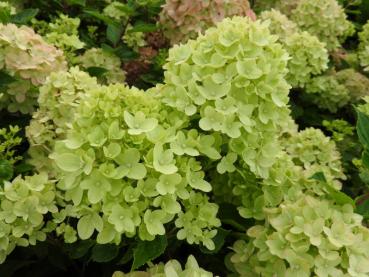 Vipphortensia Little Lime, Hydrangea paniculata Little Lime