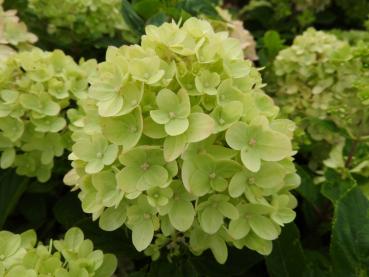 Vipphortensia Little Lime, Hydrangea paniculata Little Lime