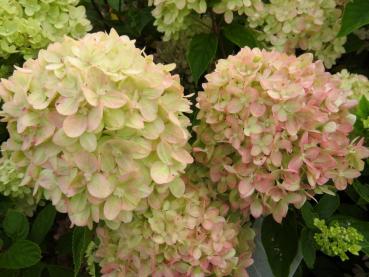 Vipphortensia Little Lime, Hydrangea paniculata Little Lime