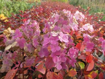 Vipphortensia Little Quick Fire, Hydrangea paniculata Little Quick Fire