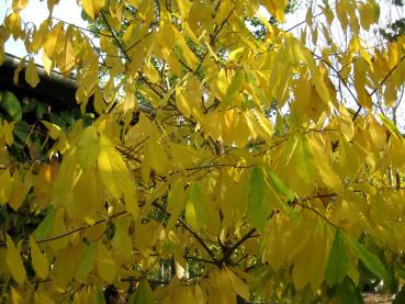 Die Papau bekommt leuchtend gelbe Blätter im Herbst.