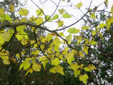 Blauglockenbaum im Herbstkleid