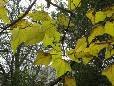 Paulownia tomentosa - gelbe Blätter im Herbst