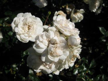 Die weißen Blüten der Rose Swany wachsen in Büscheln.