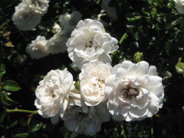 Blüten der Rose Swany kurz vor dem Verblühen