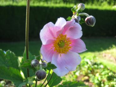 Leicht gefüllte, rosa Blüte der Herbstanemone Königin Charlotte