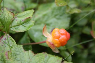 Die Beeren der Moltebeere sind im reifen Zustand gelborange.