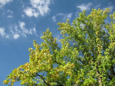 Durkenmagnolia mit beginnender Herbstfärbung