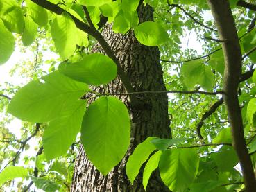 Blätter der Gurkenmagnolie