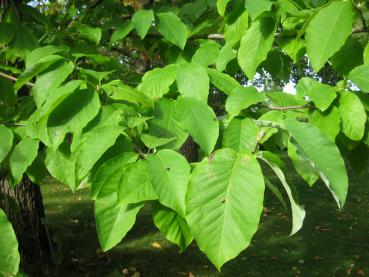 Frisches grünes Laub der Gurkenmagnolie