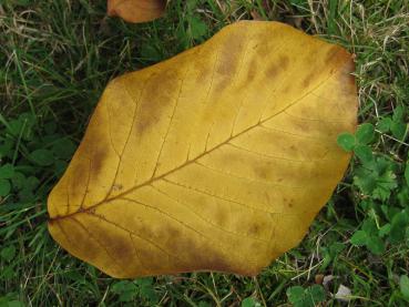 Gelbe Herbstfärbung der Gurkenmagnolie