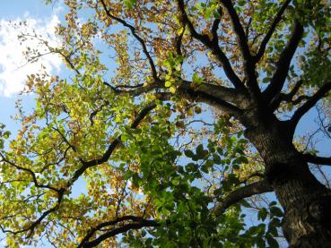 Alte Gurkenmagnolie - Blick in die Krone