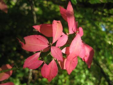Leuchtend rotes Laub im Herbst - Korkspindelstrauch