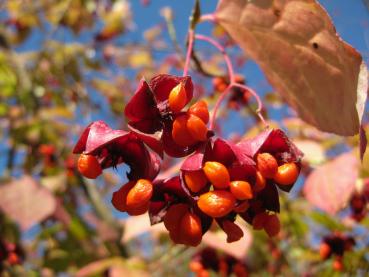 Herrliches Farbspiel der Früchte des Sachalin-Pfaffenhütchens