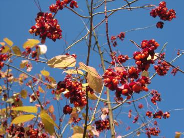 Wunderschöne, rote Früchte - Sachalin-Pfaffenhütchen