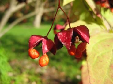 Sachalin-Pfaffenhütchen - beeindruckende, rote Früchte