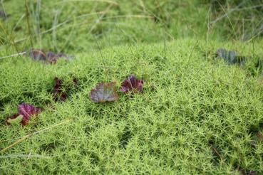 Blätter der Moltebeere mit beginnender Herbstfärbung im Torfmoos