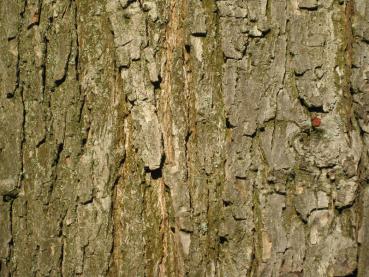 Persisk ek, Quercus macranthera