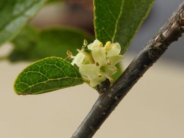 Männliche weiße Blüte bei Ilex verticillata