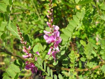 Indigofera heterantha - Himalaya-Indigostrauch