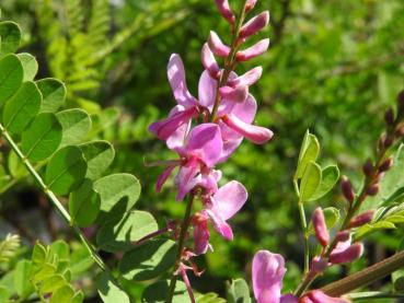 Indigofera heterantha