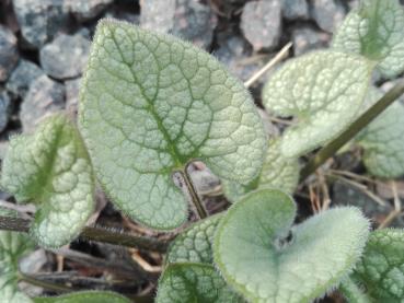 Brokbladig kaukasisk förgätmigej, Brunnera macrophylla Jack Frost