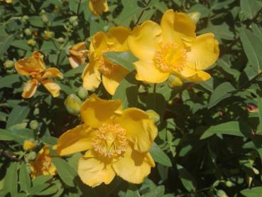 Sonnengelbe Blüten des Johanniskraut Hidcote