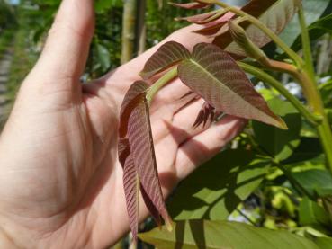 Valnöt Fernor, Juglans regia Fernor