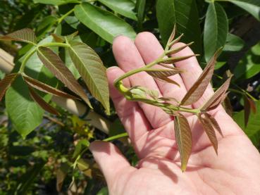 Valnöt Lara, Juglans regia Lara