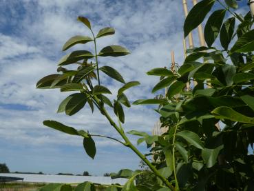 Valnöt Lara, Juglans regia Lara