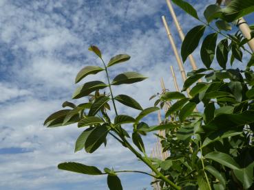 Valnöt Lara, Juglans regia Lara