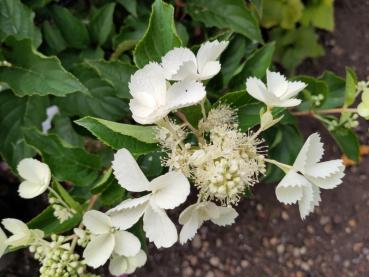 Hydrangea paniculata Kyushu