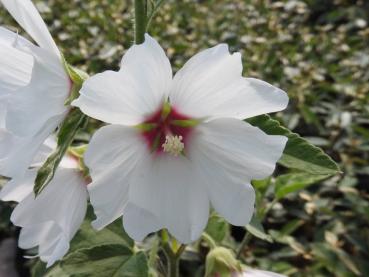 Lavatera x olbia vitblommande