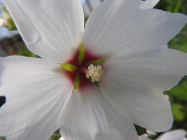 Lavatera x olbia vitblommande