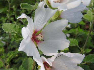 Lavatera x olbia vitblommande