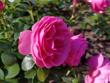 Die Rose Leonardo da Vinci blüht kräftig rosa.