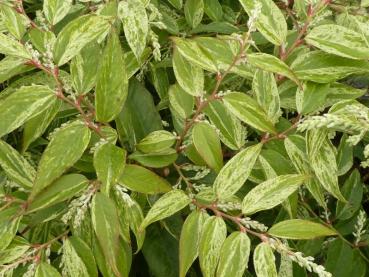 Vinterrosling Rainbow, Leucothoe walteri Rainbow