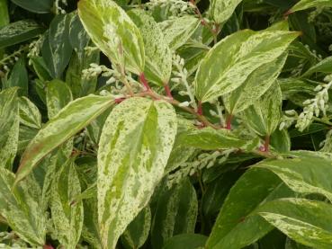 Vinterrosling Rainbow, Leucothoe walteri Rainbow