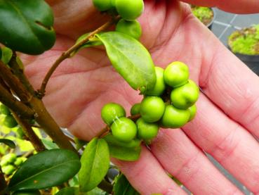 Gelbfruchtiger Liguster - heranreifende Beeren