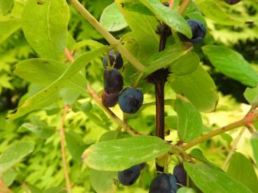 Lonicera caerulea Bergsaphir