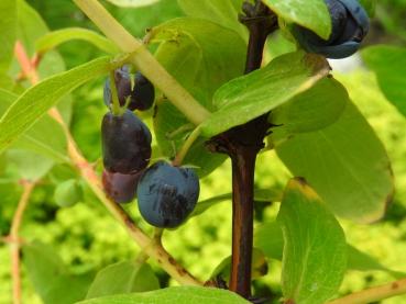 Lonicera caerulea Bergsaphir